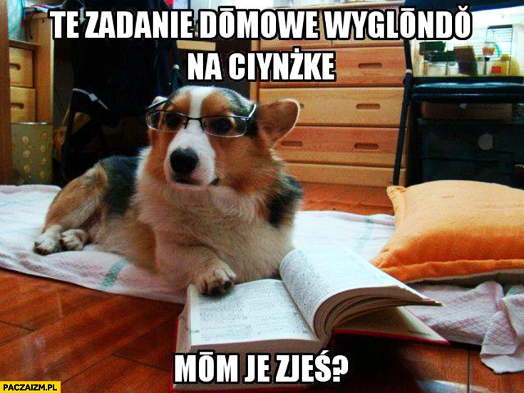 
    Pies w okularach to zadanie domowe wygląda na ciężkie, mam je zjeść?