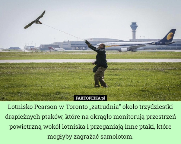 
    Lotnisko Pearson w Toronto „zatrudnia” około trzydziestki drapieżnych ptaków,