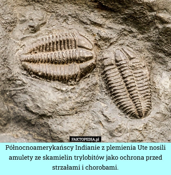 
    Północnoamerykańscy Indianie z plemienia Ute nosili amulety ze skamielin