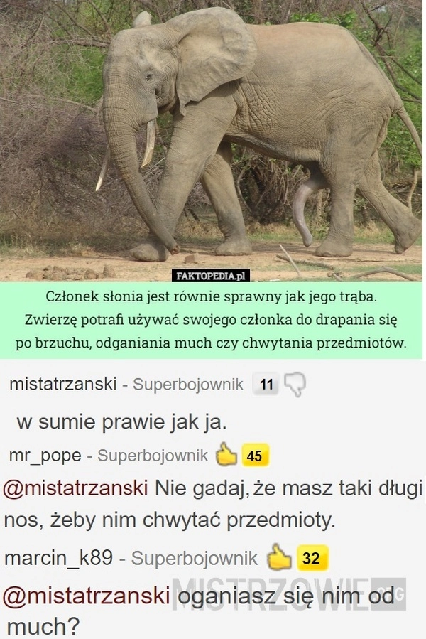 
    
			Słoń					