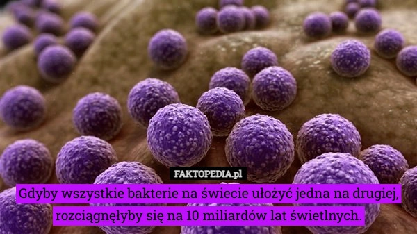 
    Gdyby wszystkie bakterie na świecie ułożyć jedna na drugiej, rozciągnęłyby