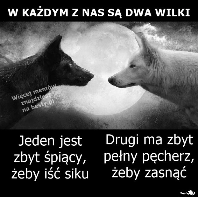 
    Dwa wilki 