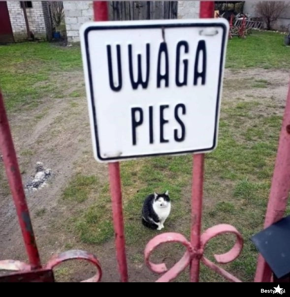 
    Uwaga, pies 