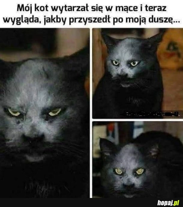 
    Zjawa