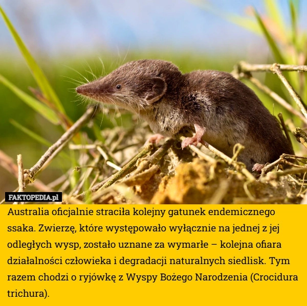 
    Australia oficjalnie straciła kolejny gatunek endemicznego ssaka. Zwierzę,