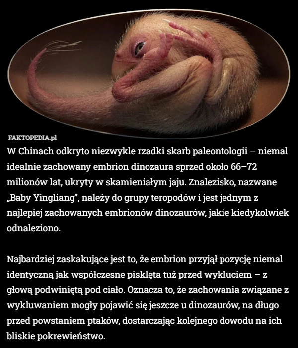 
    W Chinach odkryto niezwykle rzadki skarb paleontologii – niemal idealnie