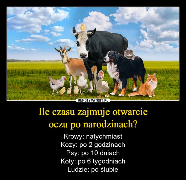 
    Ile czasu zajmuje otwarcie
oczu po narodzinach?