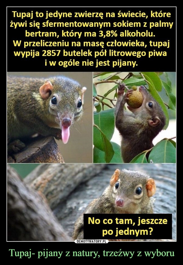 
    Tupaj- pijany z natury, trzeźwy z wyboru