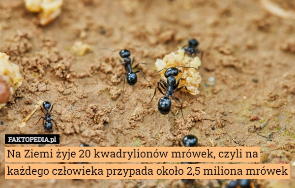 
    Na Ziemi żyje 20 kwadrylionów mrówek, czyli na każdego człowieka przypada