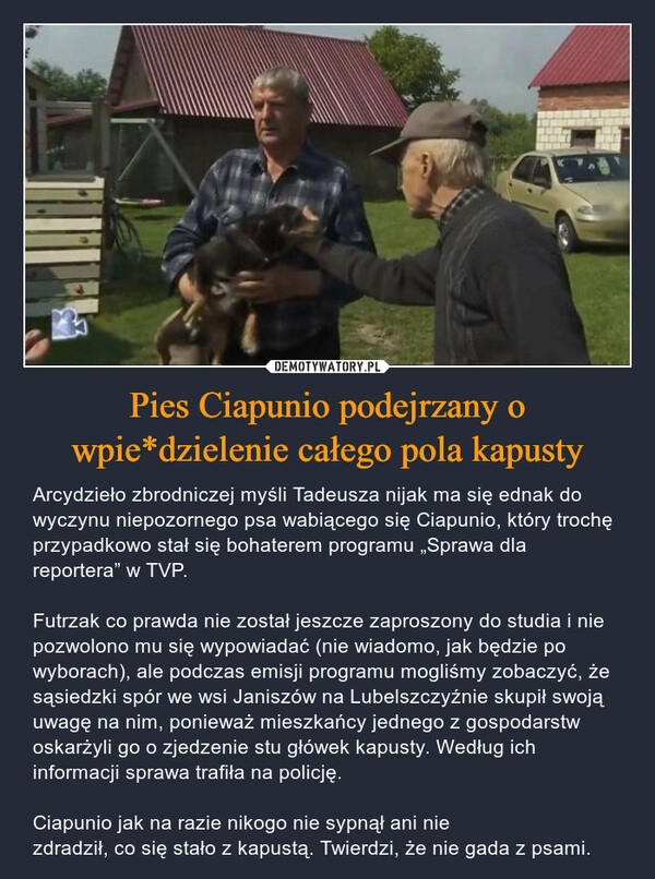 
    Pies Ciapunio podejrzany o wpie*dzielenie całego pola kapusty