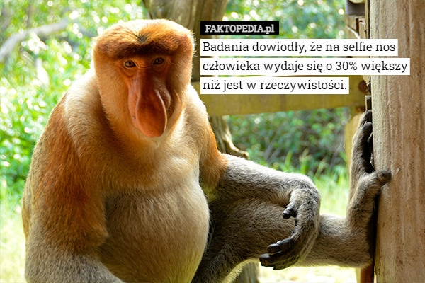 
    
			Badania dowiodły, że na selfie nos człowieka wydaje się o 30% większy niż					