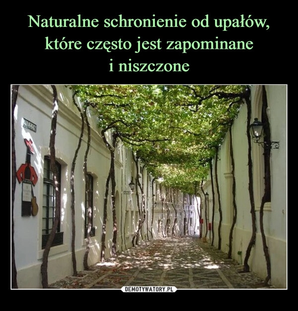 
    Naturalne schronienie od upałów, które często jest zapominane
i niszczone