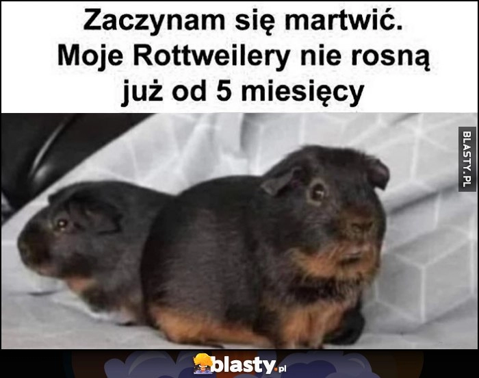 
    Zaczynam się martwić, moje Rottweilery nie rosną już od 5 miesięcy świnki morskie