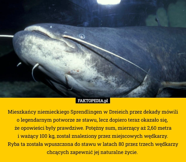 Mieszkańcy niemieckiego Sprendlingen w Dreieich przez dekady mówili
 o legendarnym