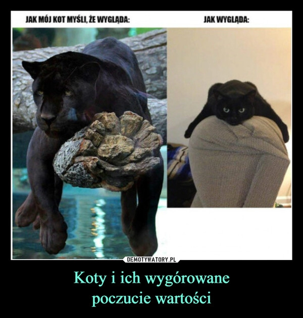 
    Koty i ich wygórowane
poczucie wartości