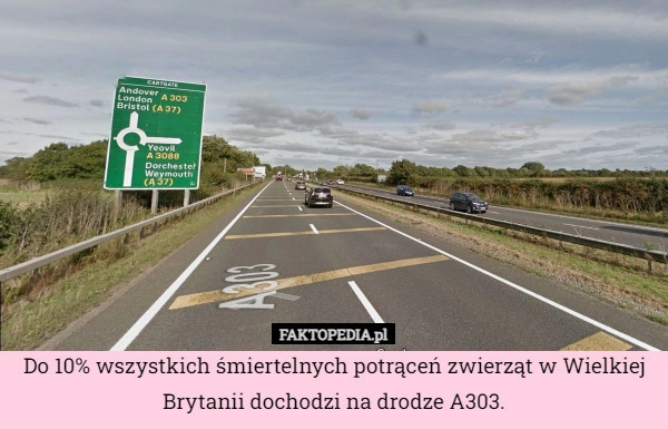 
    Do 10% wszystkich śmiertelnych potrąceń zwierząt w Wielkiej Brytanii dochodzi