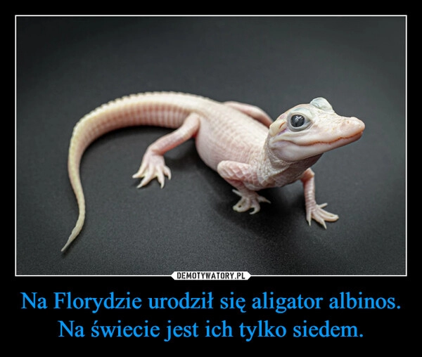 
    Na Florydzie urodził się aligator albinos. Na świecie jest ich tylko siedem.