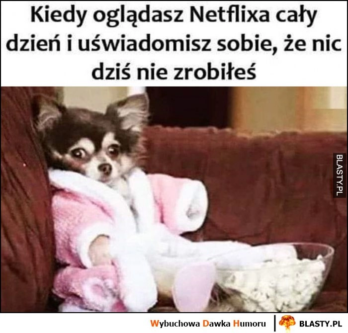 
    Kiedy oglądasz Netflixa cały dzień i uświadomisz sobie, że nic dziś nie zrobiłeś pies piesek