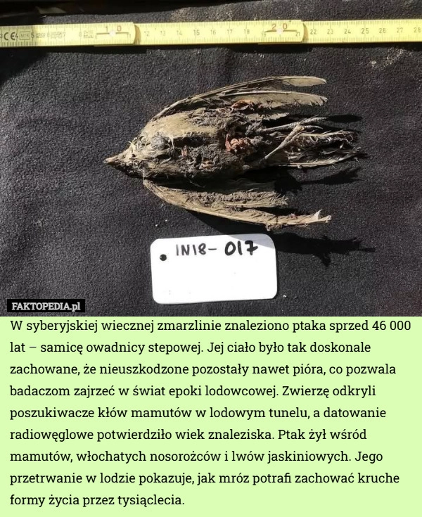 
    W syberyjskiej wiecznej zmarzlinie znaleziono ptaka sprzed 46 000 lat –