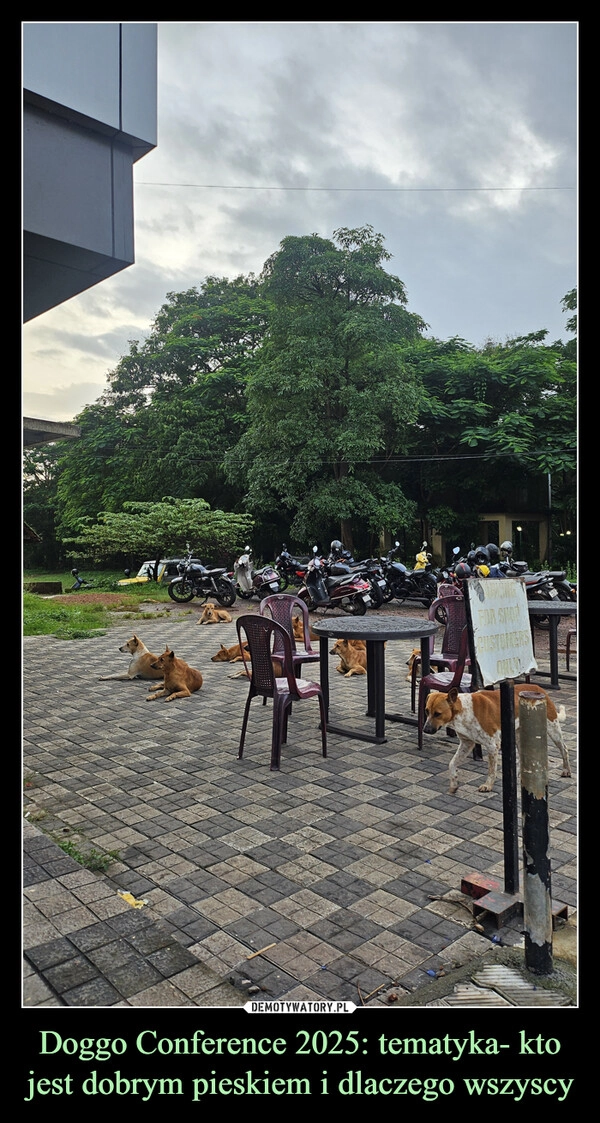 
    Doggo Conference 2025: tematyka- kto jest dobrym pieskiem i dlaczego wszyscy