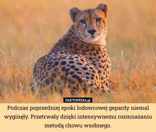 
    Podczas poprzedniej epoki lodowcowej gepardy niemal wyginęły. Przetrwały