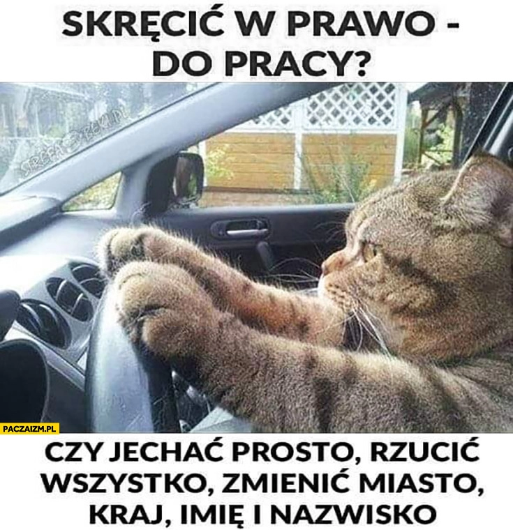 
    Kot skręcić w prawo do pracy czy jechać prosto, rzucić wszystko, zmienić miasto, kraj, imię i nazwisko?