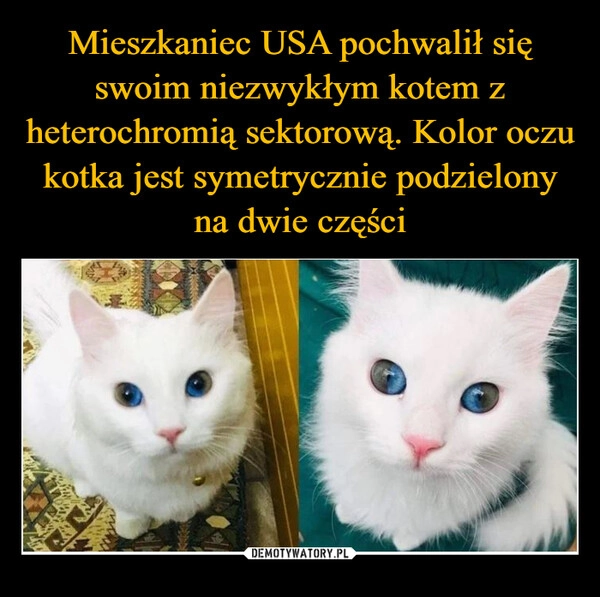 
    Mieszkaniec USA pochwalił się swoim niezwykłym kotem z heterochromią sektorową. Kolor oczu kotka jest symetrycznie podzielony na dwie części