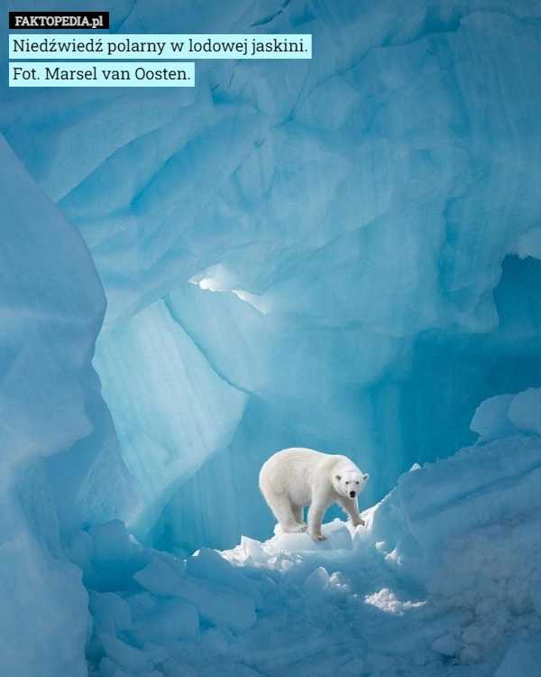 
    Niedźwiedź polarny w lodowej jaskini.
Fot. Marsel van Oosten.