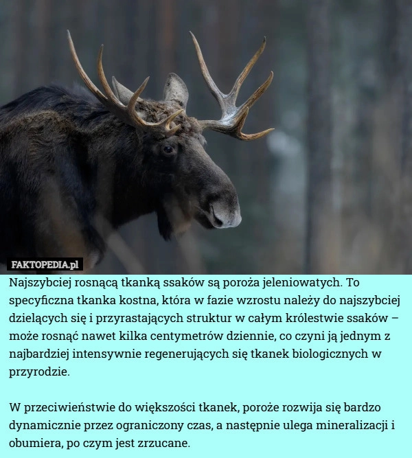 
    Najszybciej rosnącą tkanką ssaków są poroża jeleniowatych. To specyficzna