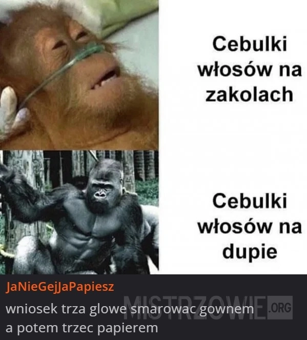 
    Cebulki