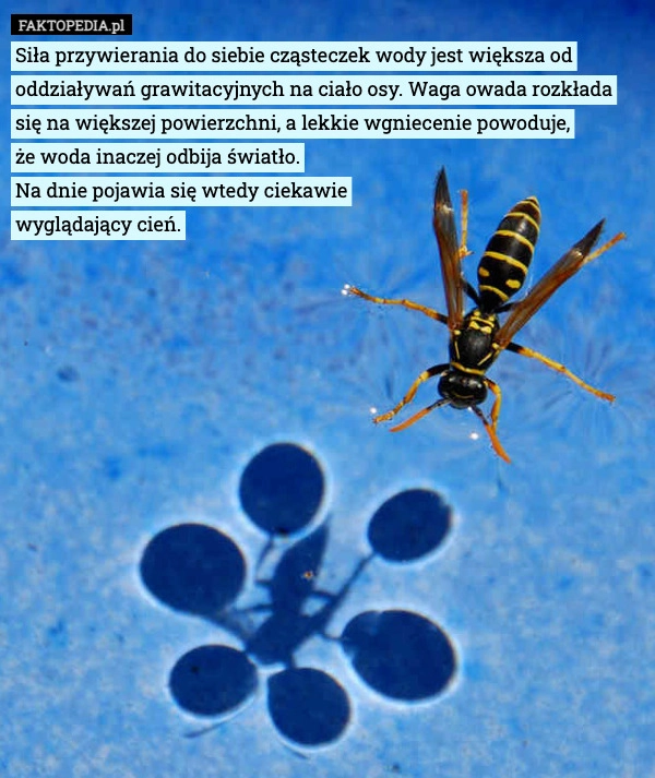 
    Siła przywierania do siebie cząsteczek wody jest większa od oddziaływań