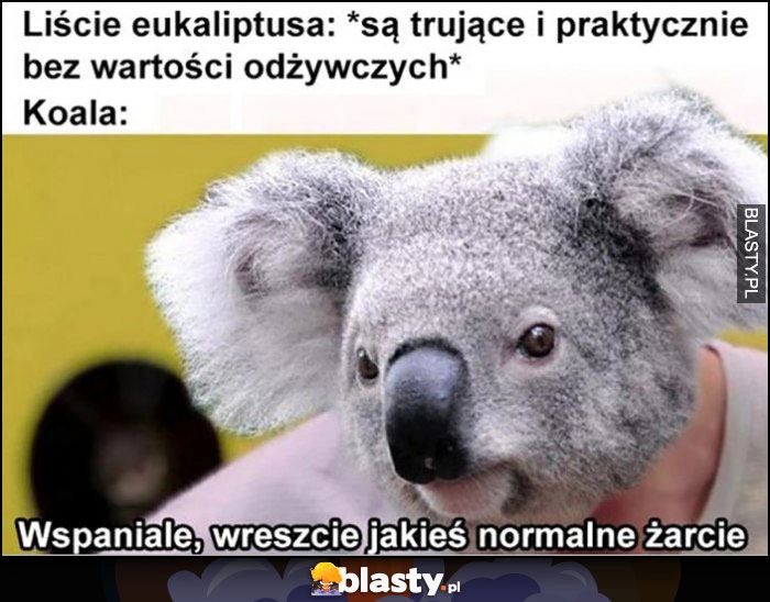 
    Liście eukaliptusa są trujące i bez wartości odżywczych, koala: wspaniale, wreszcie jakieś normalne żarcie