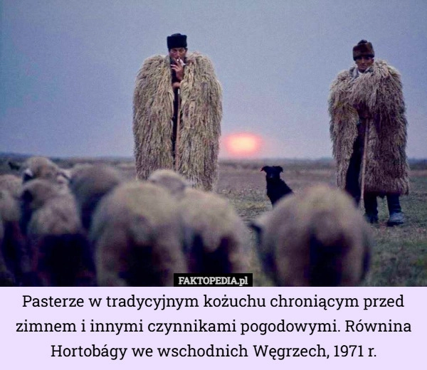 
    Pasterze w tradycyjnym kożuchu chroniącym przed zimnem i innymi czynnikami...