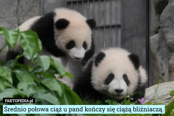 
    Średnio połowa ciąż u pand kończy się ciążą bliźniaczą.