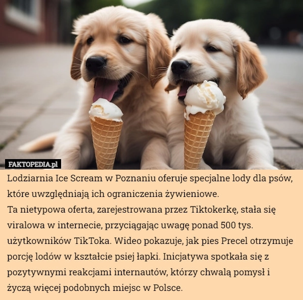 
    Lodziarnia Ice Scream w Poznaniu oferuje specjalne lody dla psów, które