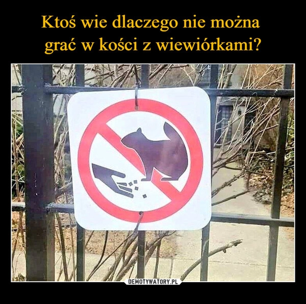 
    Ktoś wie dlaczego nie można 
grać w kości z wiewiórkami?