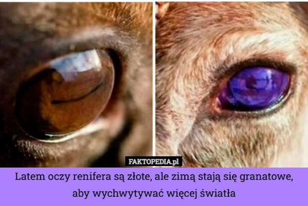 
    Latem oczy renifera są złote, ale zimą stają się granatowe, aby wychwytywać