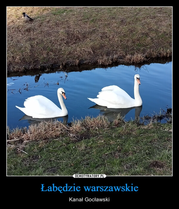 
    Łabędzie warszawskie