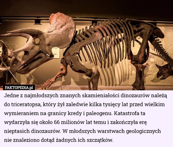 
    Jedne z najmłodszych znanych skamieniałości dinozaurów należą do triceratopsa...