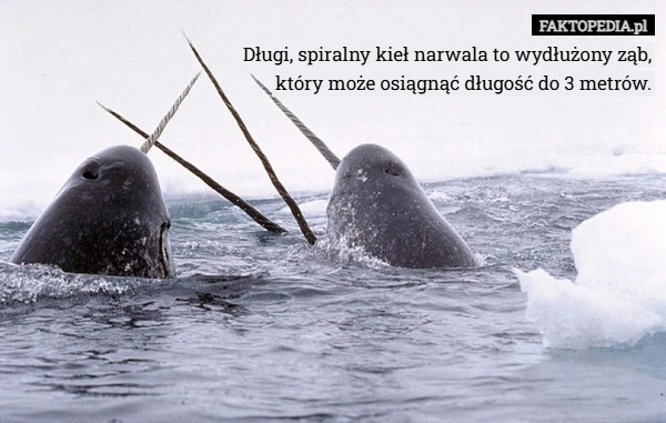 Długi, spiralny kieł narwala to wydłużony ząb,
który może osiągnąć długość