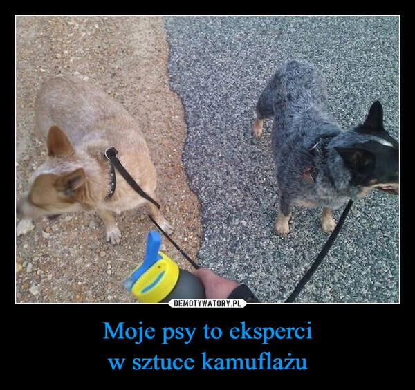 
    Moje psy to eksperci
w sztuce kamuflażu