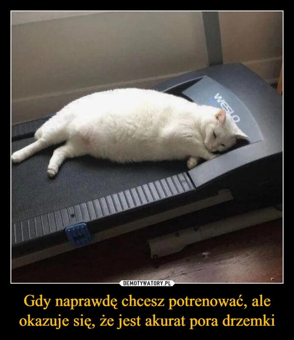 
    Gdy naprawdę chcesz potrenować, ale okazuje się, że jest akurat pora drzemki