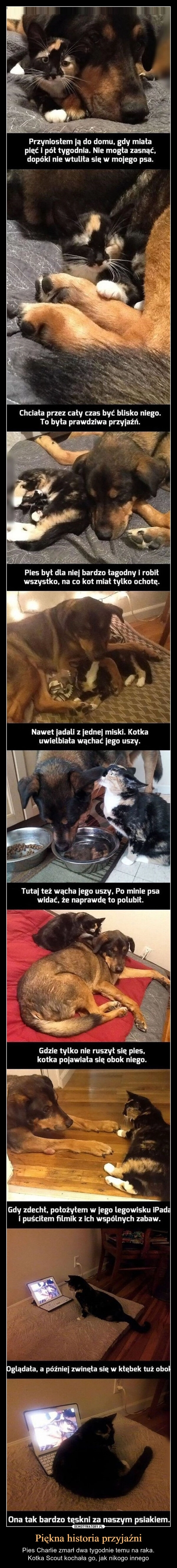 
    Piękna historia przyjaźni