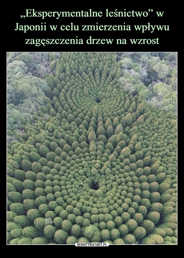 
    „Eksperymentalne leśnictwo” w Japonii w celu zmierzenia wpływu zagęszczenia drzew na wzrost