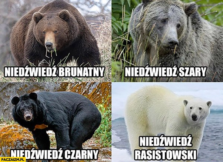 
    Niedźwiedź brunatny, czarny, szary, biały rasistowski