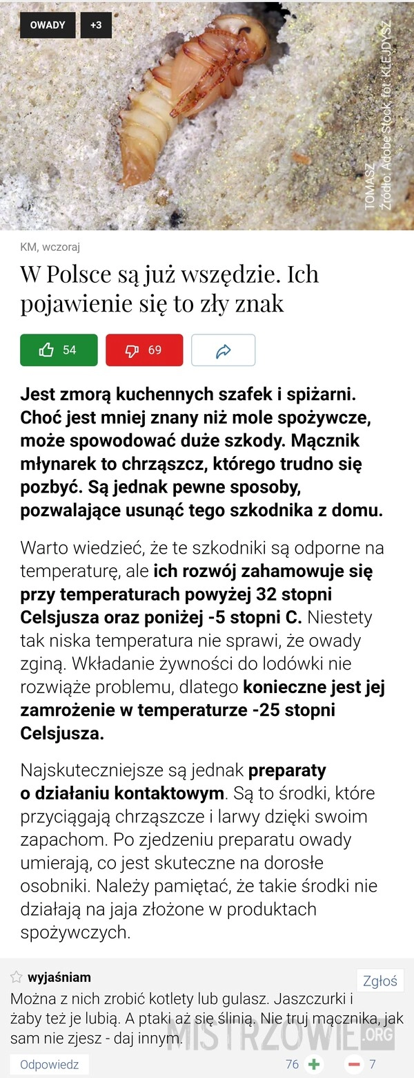 
    Mącznik młynarek