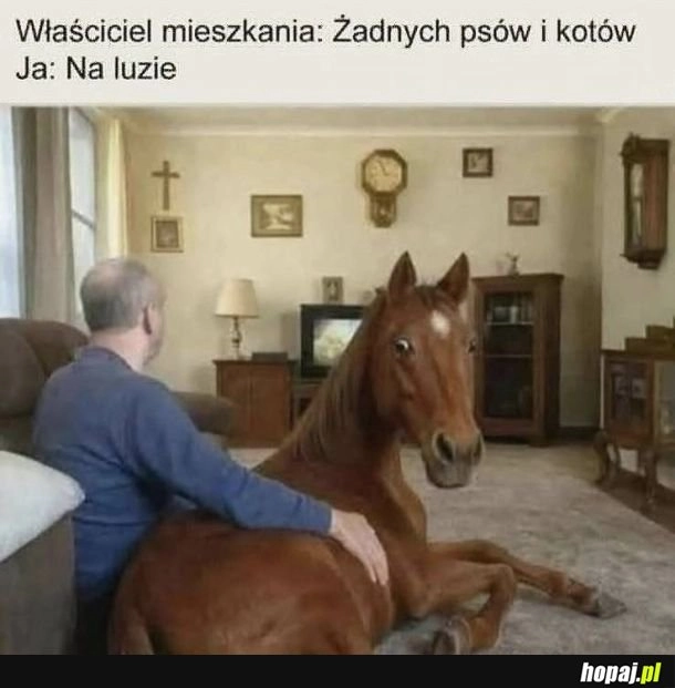 
    Żadnych psów i kotów