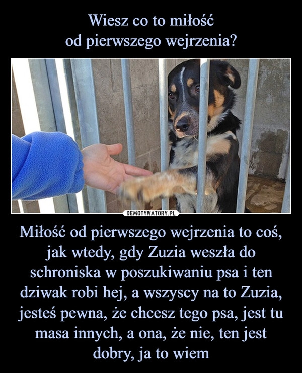 
    Wiesz co to miłość
od pierwszego wejrzenia? Miłość od pierwszego wejrzenia to coś, jak wtedy, gdy Zuzia weszła do schroniska w poszukiwaniu psa i ten dziwak robi hej, a wszyscy na to Zuzia, jesteś pewna, że chcesz tego psa, jest tu masa innych, a ona, że nie, ten jest dobry, ja to wiem