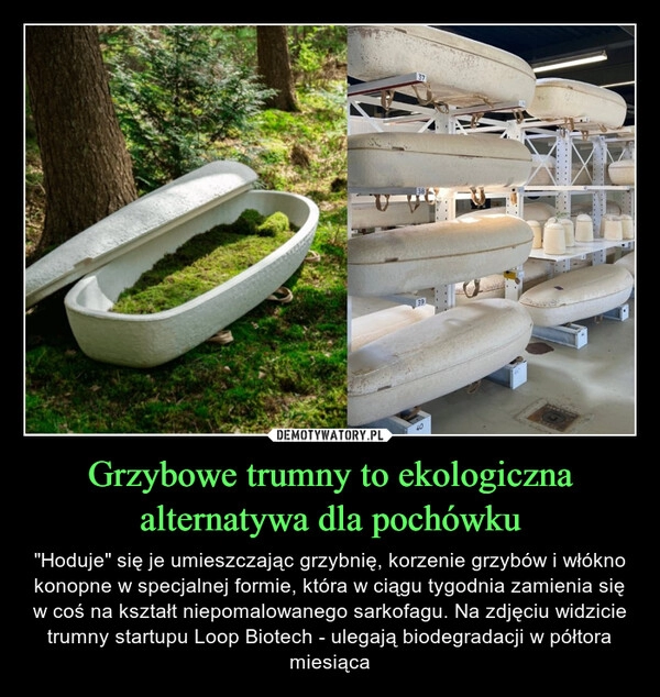 
    Grzybowe trumny to ekologiczna alternatywa dla pochówku