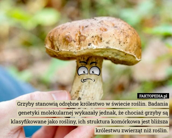
    Grzyby stanowią odrębne królestwo w świecie roślin. Badania genetyki molekularnej